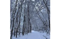 Sherbrooke adopte sa première politique de l'arbre et du verdissement